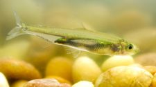  VIMS professor Rob Latour provides scientific advice concerning the population dynamics of Delta smelt and other fishes of the Sacramento-San Joaquin Delta. © CDWR.