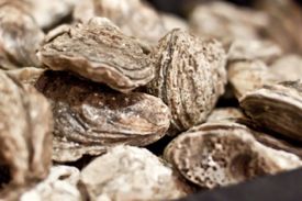 Oysters: Shellfish growers could benefit from a community-supported fishery in Hampton Roads. Photo by Megan Russel/VASG.