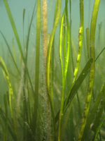 A patch of healthy eelgrass in Virginia's coastal bays.