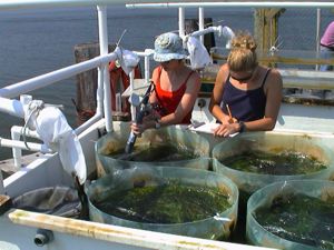 VIMS graduate students measure ecosystem production in an estuarine biodiversity experiment. Photo by Emmett Duffy.