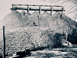 Chesapeake Bay's oyster fishery removed significant amounts of shell and reef framework. 