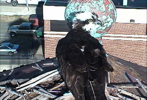 The ospreys have returned to Gloucester Point--March 14, 2012.