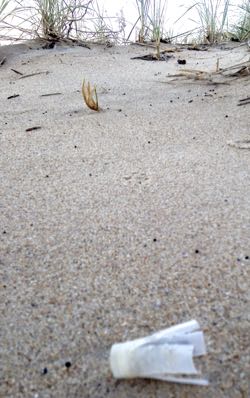 The wad from a shotgun shell on an Outer Banks beach near Duck, North Carolina. © K. Havens/VIMS.