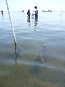 VIMS researchers measure how changing estuarine food webs influence sediment biogeochemistry at a Chesapeake Bay site. Credit: Emmett Duffy