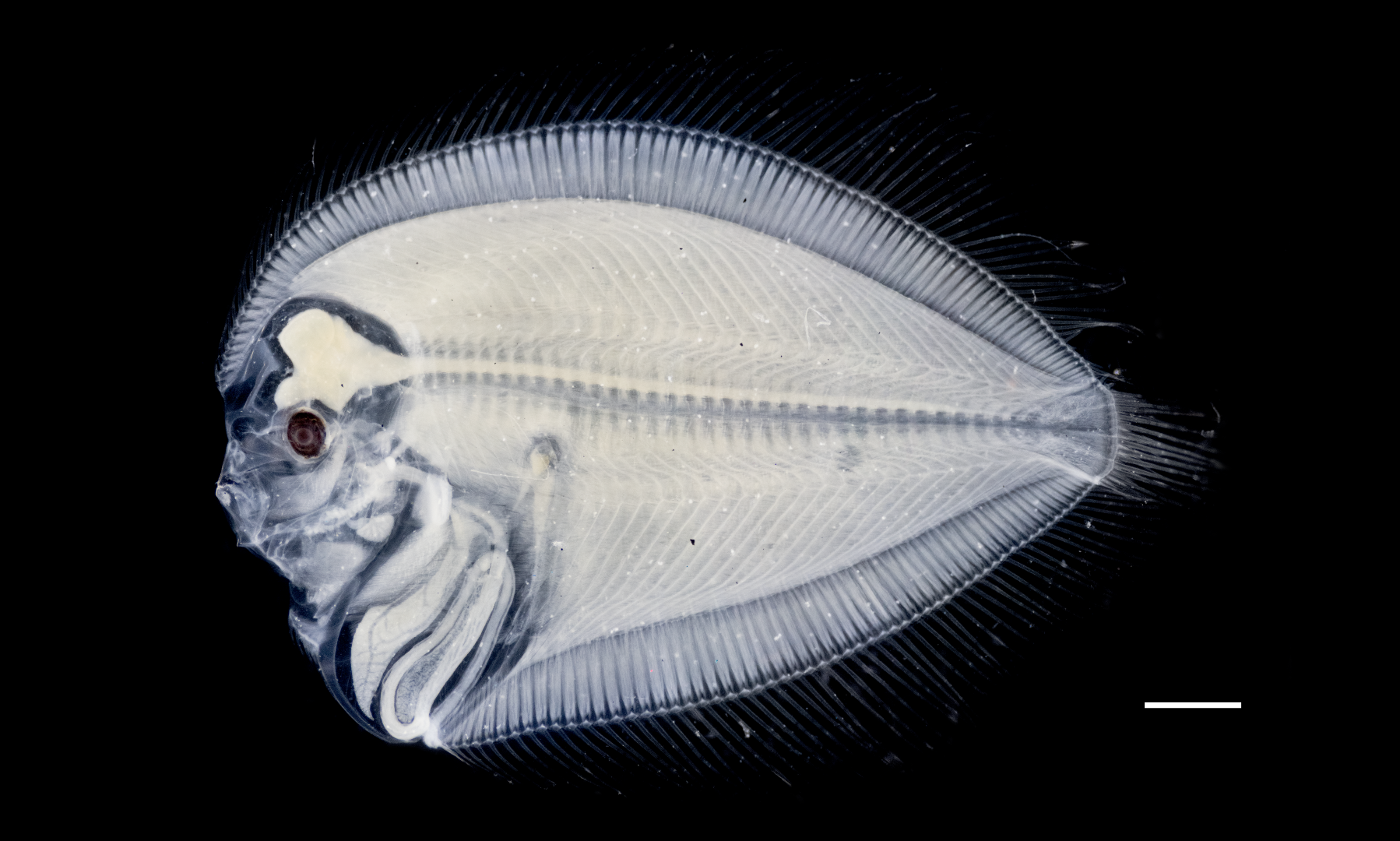 Lefteye flounder larva (Bothus sp.)