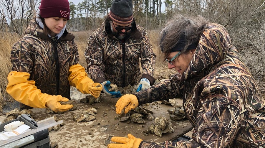 Counting oysters