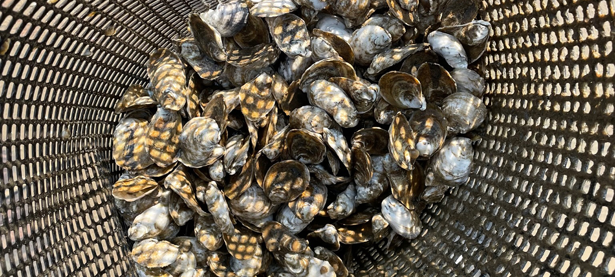 oysters in a basket