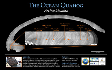 Arctica islandica: