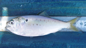 The Atlantic menhaden {em}Brevoortia tyrannus{/em}.