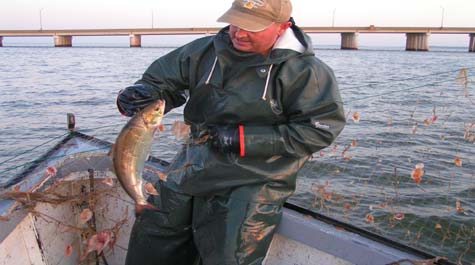 Staked Gill Net