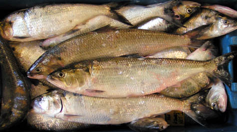 American shad