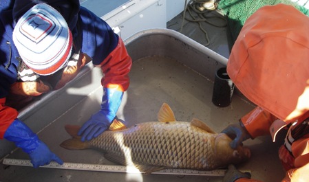 Measuring Carp