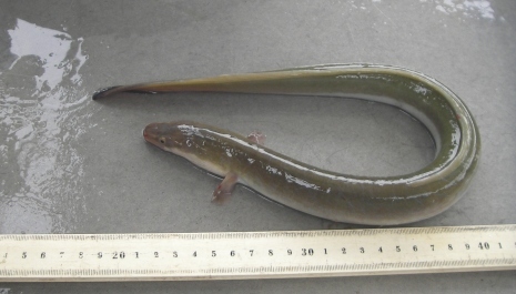 American eel 