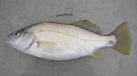 Silver perch