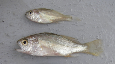 Silver perch