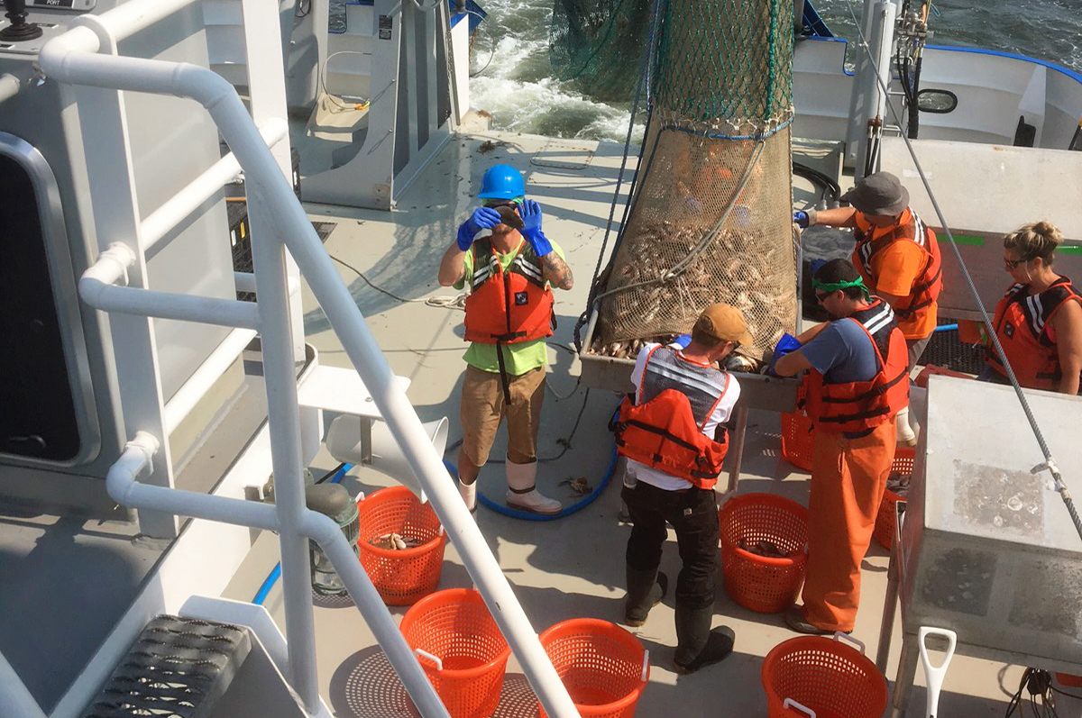 Haulback! Time to empty the net and sort the catch.