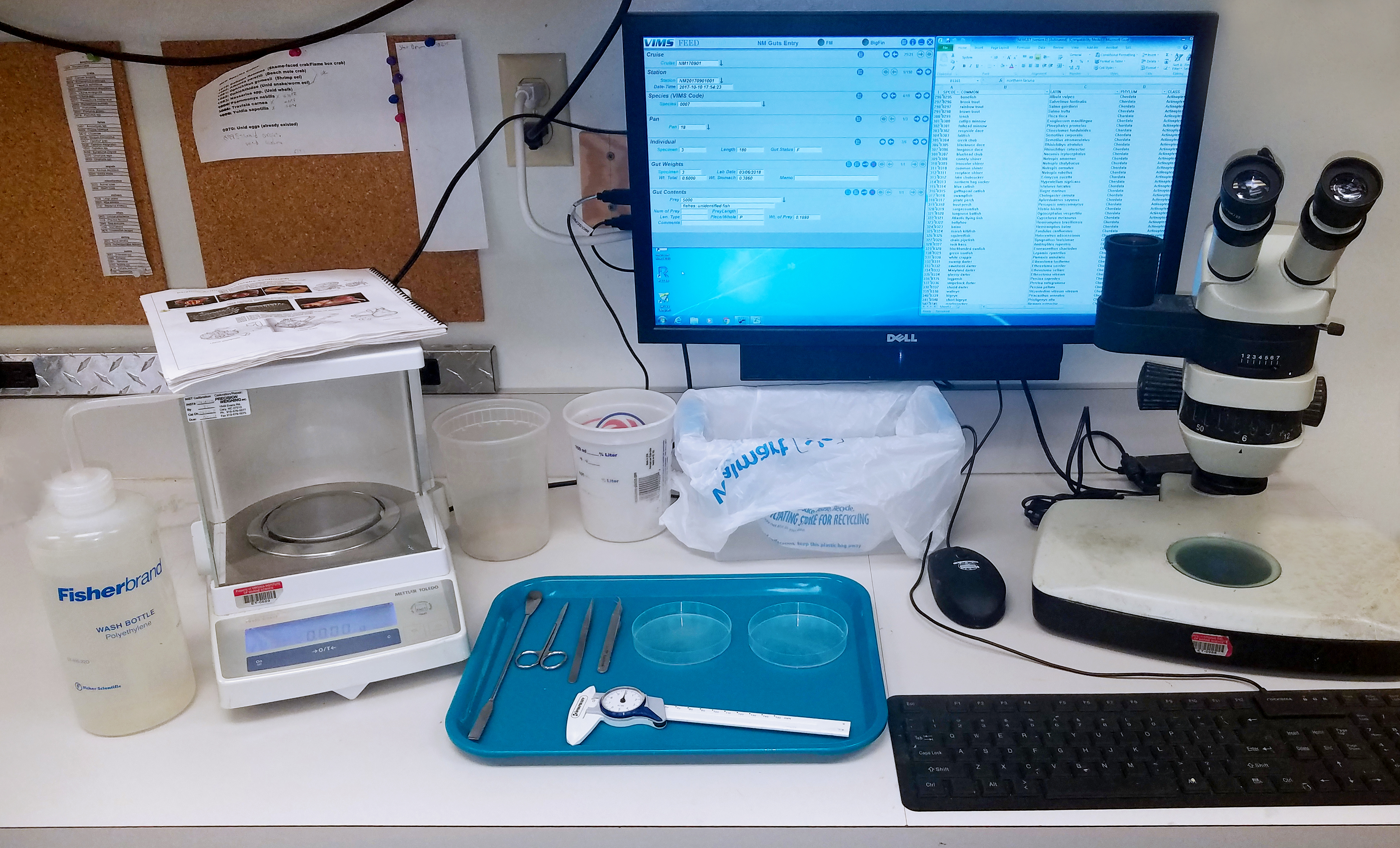 Gut Lab Setup