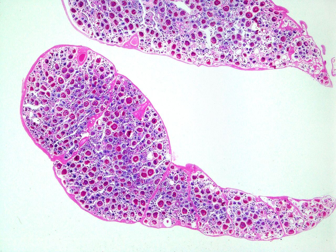 Stained Atlantic menhaden Ovary