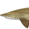 Sand Tiger Shark