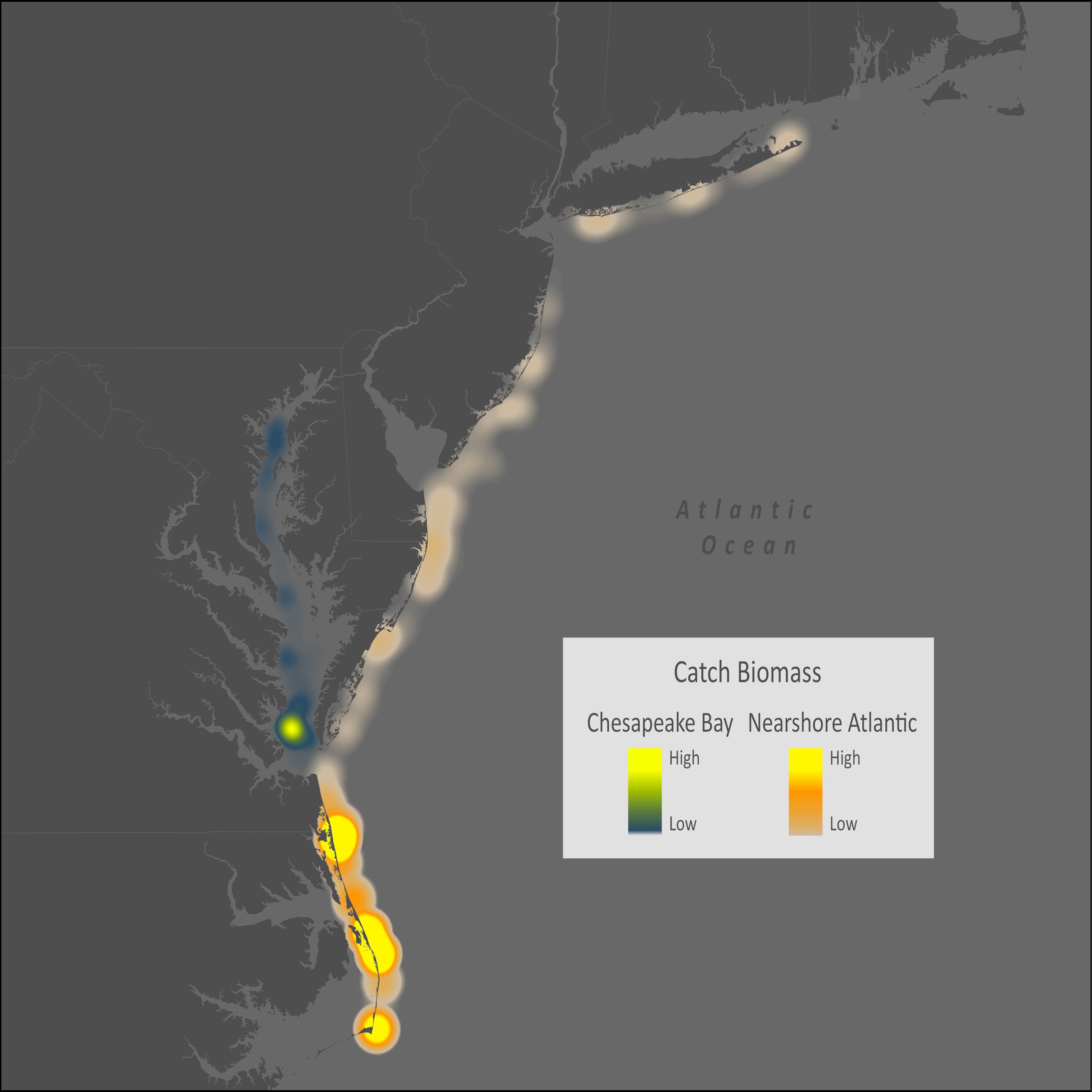 Atlantic Menhaden Distribution