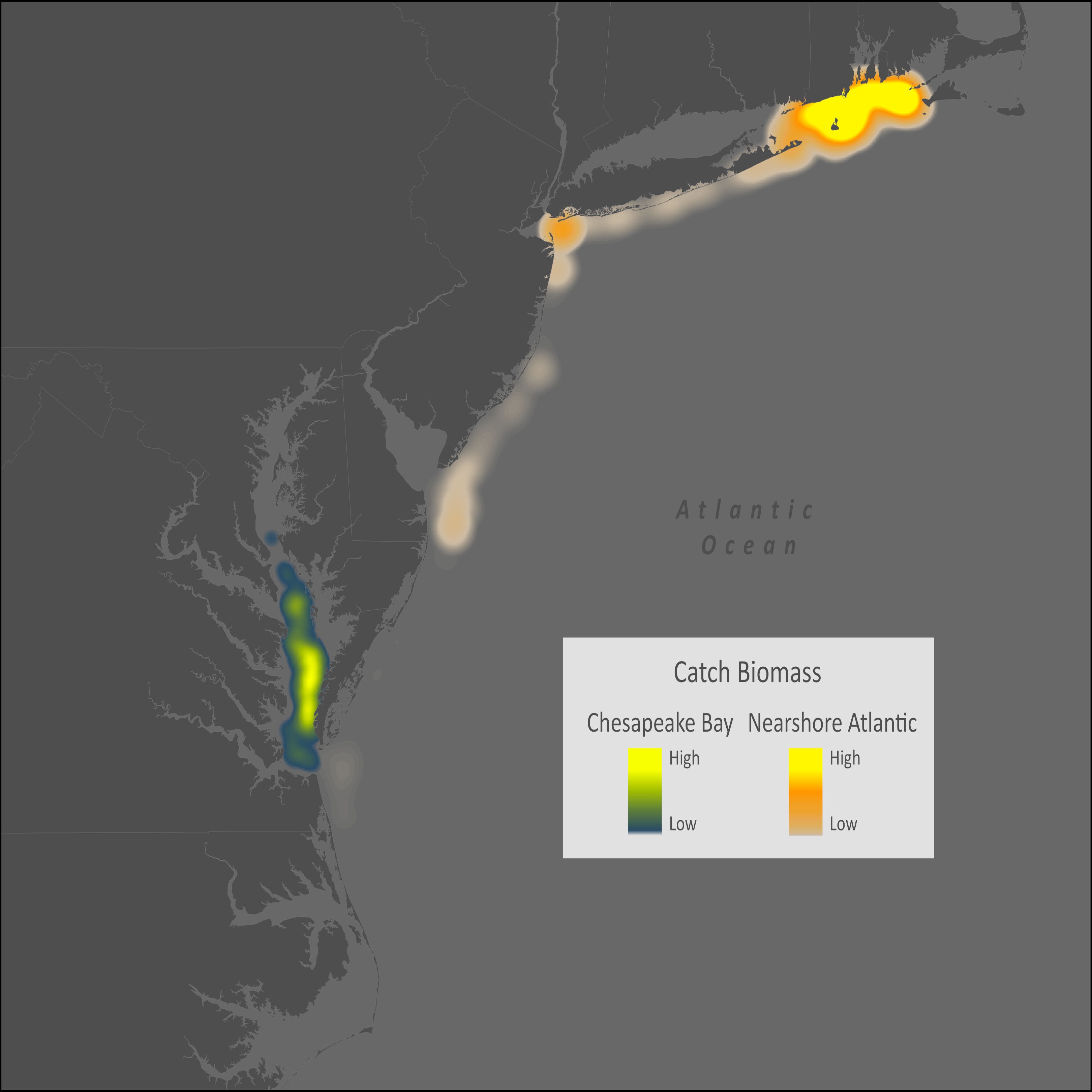 Black Seabass Distribution