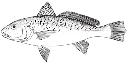 Atlantic croaker