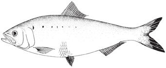 American shad