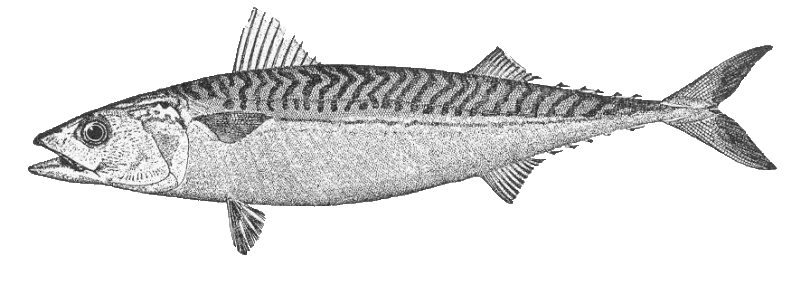 atlantic_mackerel1.jpg