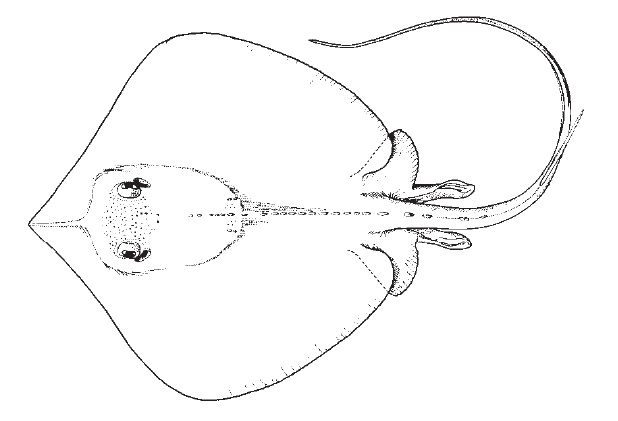 Atlantic stingray