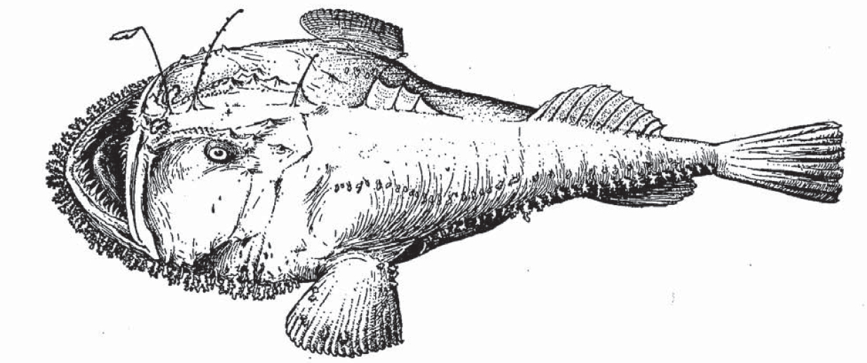 Monkfish