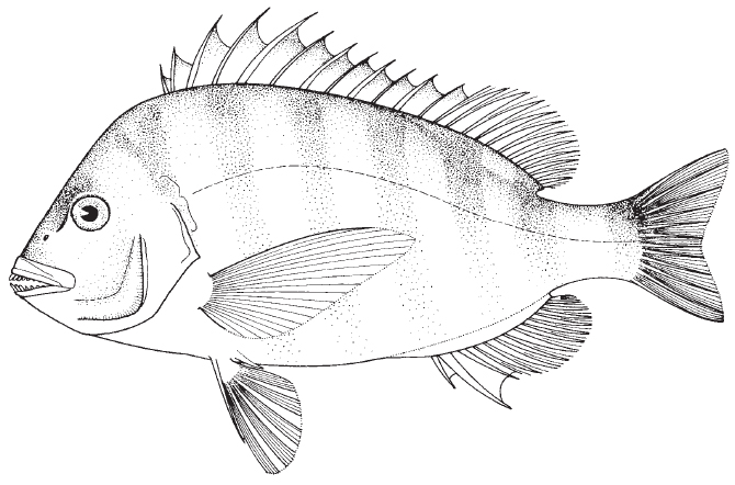 Sheepshead