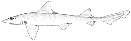 Smooth dogfish