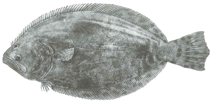 Summer flounder