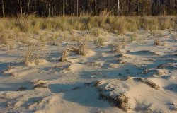 dune monitoring