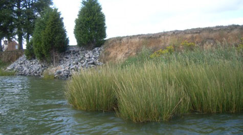 Marsh Erosion