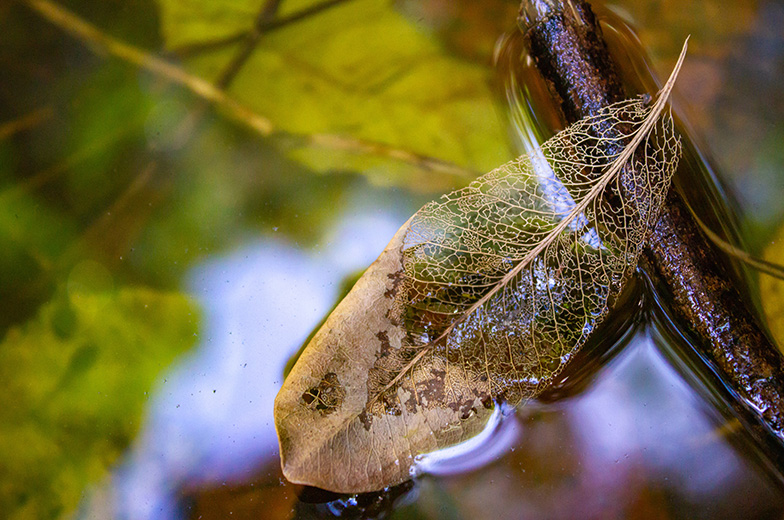 leaf-veins