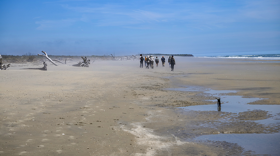 Participants walk alongside a ghost forest on the shore of Parramore Island, learning how Virginia’s barrier islands are constantly changing. 